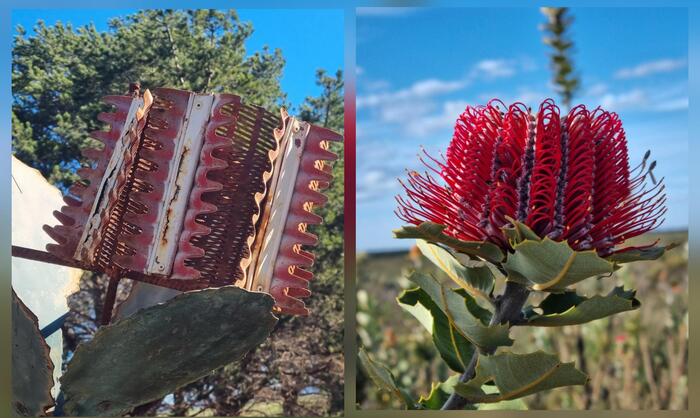 バンクアのコクシニア