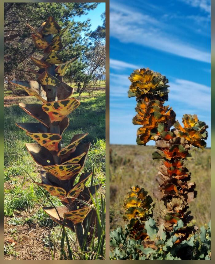 ロイヤルハケア