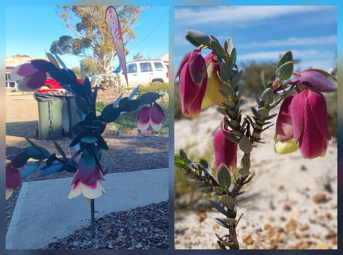 クアラップベルというワイルドフラワー