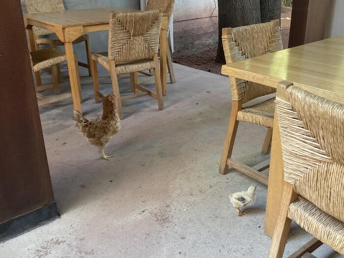 ひよこに癒されます