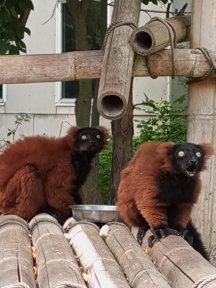 ビックリしたような顔とモコモコの体が愛くるしいアカエリマキキツネザル