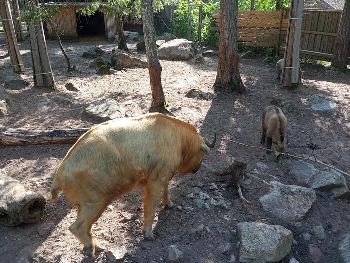 絶滅危惧種のゴールデンターキン