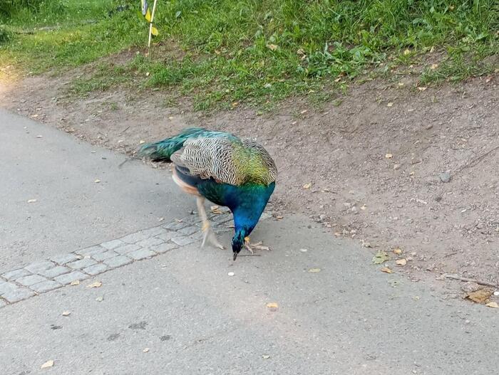 公園に歩く孔雀
