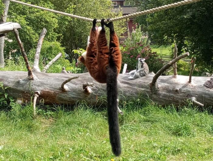 突然逆さまになって綱を渡りはじめた動物