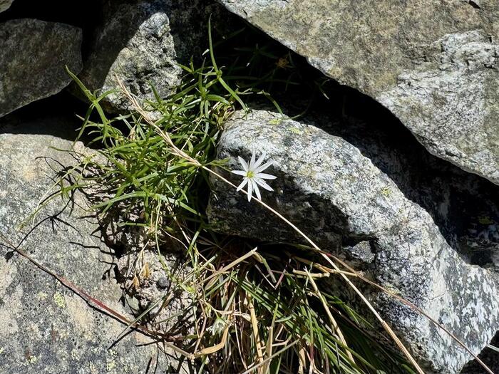 立山　立山連峰　雄山　日本百名山　日本三霊山　立山黒部アルペンルート　花の百名山　高山植物