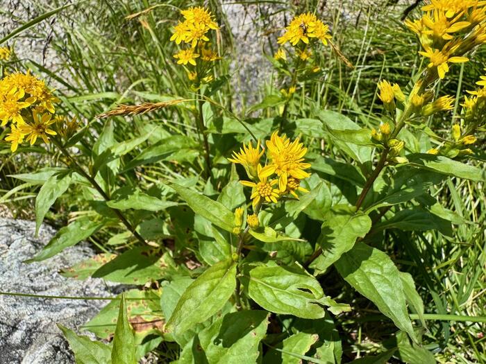 立山　立山連峰　雄山　日本百名山　日本三霊山　立山黒部アルペンルート　花の百名山　高山植物