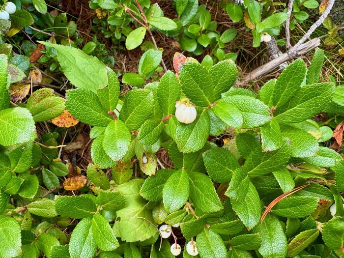 立山　立山連峰　雄山　日本百名山　日本三霊山　立山黒部アルペンルート　花の百名山　高山植物