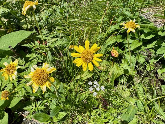 立山　立山連峰　雄山　日本百名山　日本三霊山　立山黒部アルペンルート　花の百名山　高山植物