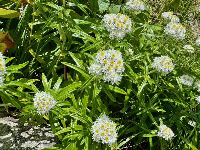 立山　立山連峰　雄山　日本百名山　日本三霊山　立山黒部アルペンルート　花の百名山　高山植物
