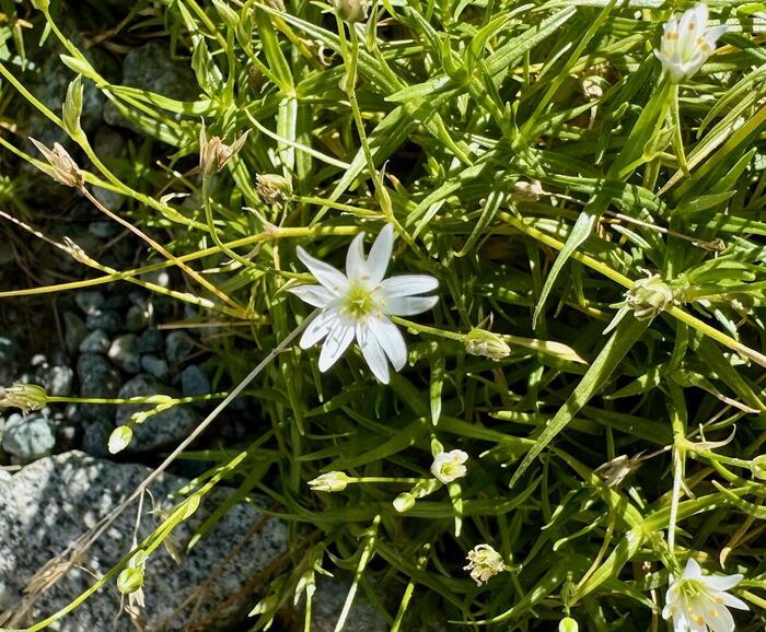 立山　立山連峰　雄山　日本百名山　日本三霊山　立山黒部アルペンルート　花の百名山　高山植物