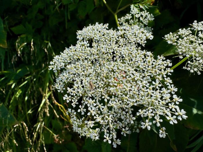 立山　立山連峰　雄山　日本百名山　日本三霊山　立山黒部アルペンルート　花の百名山　高山植物