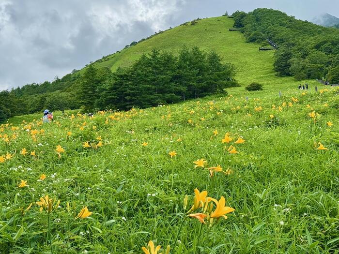 霧降高原キスゲ平園地　栃木県　日光市