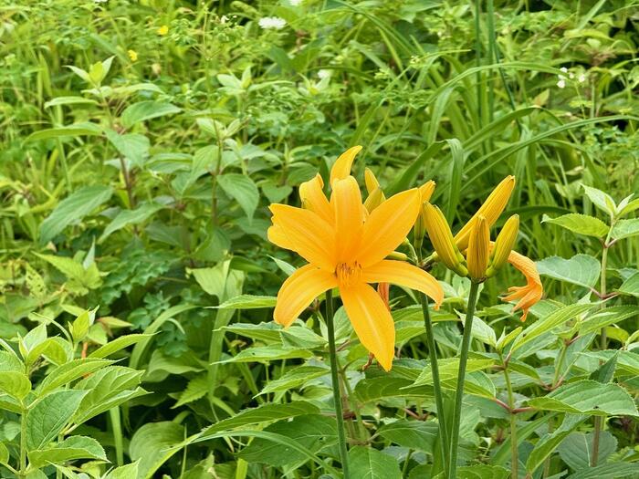 霧降高原キスゲ平園地　栃木県　日光市　天空回廊　ニッコウキスゲ
