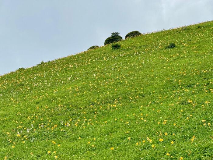 霧降高原キスゲ平園地　栃木県　日光市　天空回廊