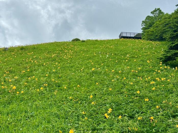 霧降高原キスゲ平園地　栃木県　日光市　天空回廊