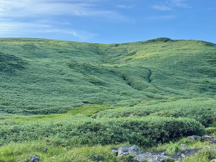 鳥海山　秋田県　山形県　日本百名山　花の百名山
