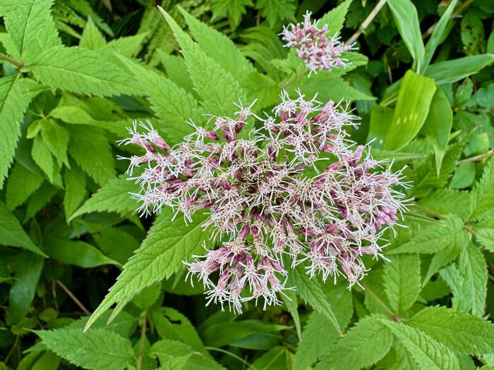 鳥海山　秋田県　山形県　日本百名山　花の百名山