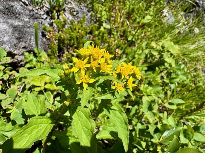 鳥海山　秋田県　山形県　日本百名山　花の百名山