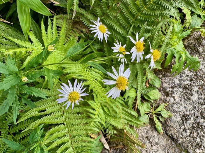 鳥海山　秋田県　山形県　日本百名山　花の百名山