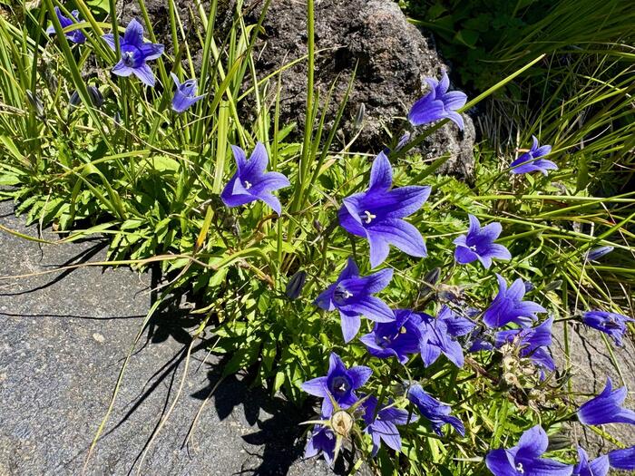 鳥海山　秋田県　山形県　日本百名山　花の百名山