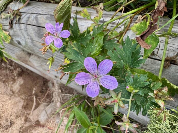 鳥海山　秋田県　山形県　日本百名山　花の百名山