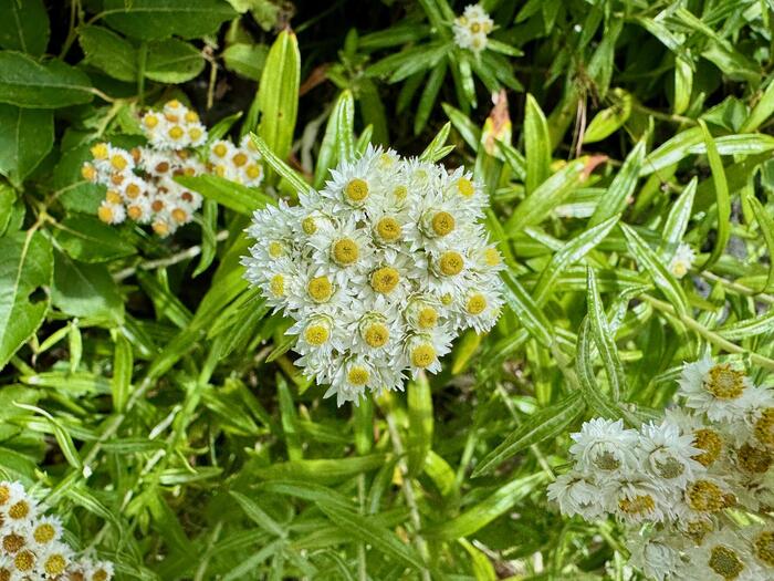 鳥海山　秋田県　山形県　日本百名山　花の百名山