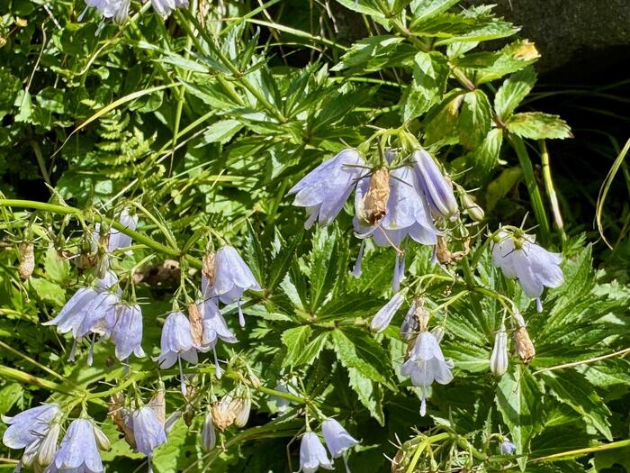 鳥海山　秋田県　山形県　日本百名山　花の百名山