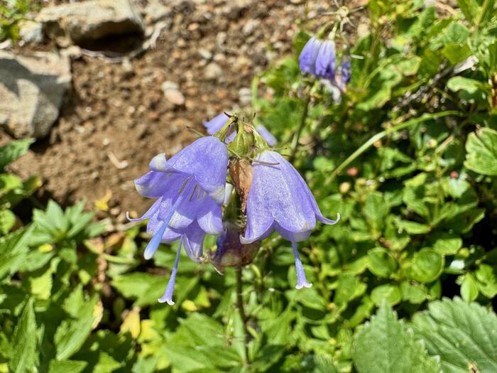 鳥海山　秋田県　山形県　日本百名山　花の百名山