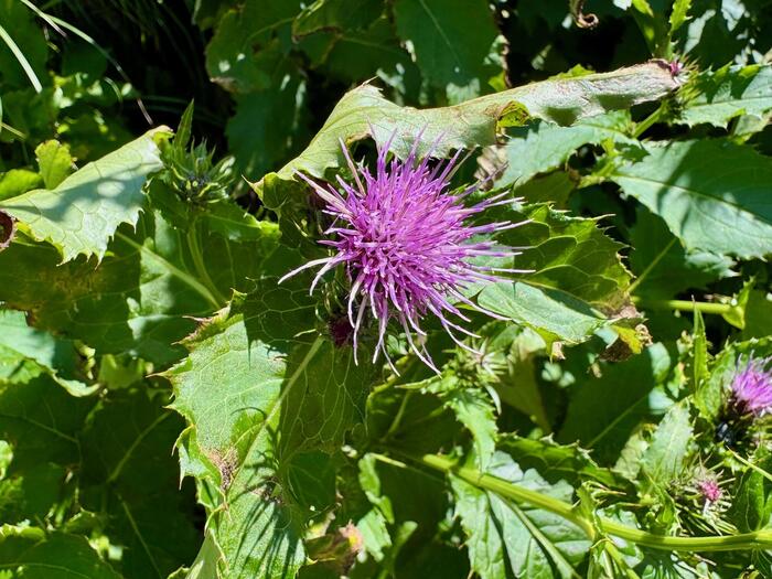 鳥海山　秋田県　山形県　日本百名山　花の百名山