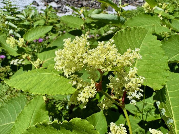 鳥海山　秋田県　山形県　日本百名山　花の百名山