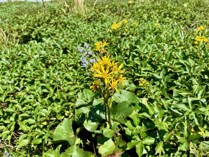 鳥海山　秋田県　山形県　日本百名山　花の百名山