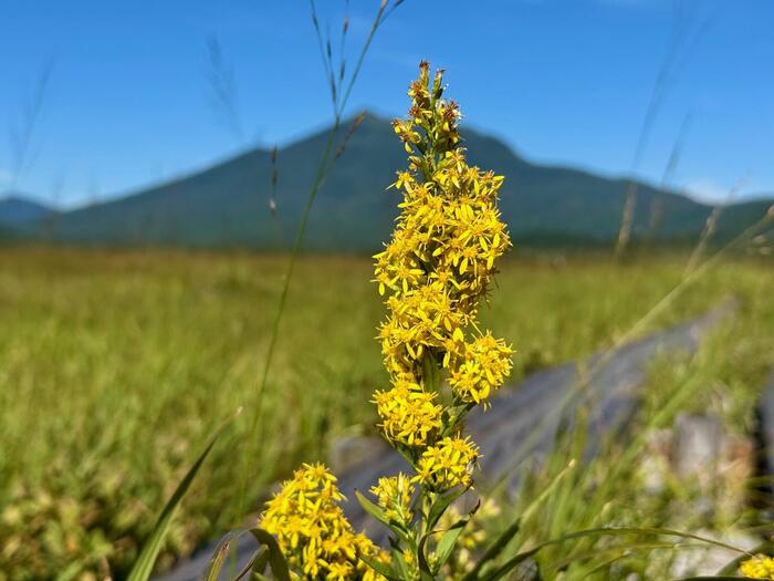 尾瀬　尾瀬ヶ原　尾瀬沼　鳩待峠　山ノ鼻　竜宮　見晴　平滑ノ滝　三条ノ滝　至仏山　燧ヶ岳　桧枝岐小屋