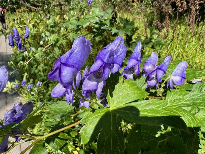 尾瀬　尾瀬ヶ原　尾瀬沼　鳩待峠　山ノ鼻　竜宮　見晴　平滑ノ滝　三条ノ滝　至仏山　燧ヶ岳　桧枝岐小屋