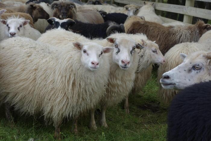 子羊たちは親羊と共に一斉に広大な自然に解き放たれる