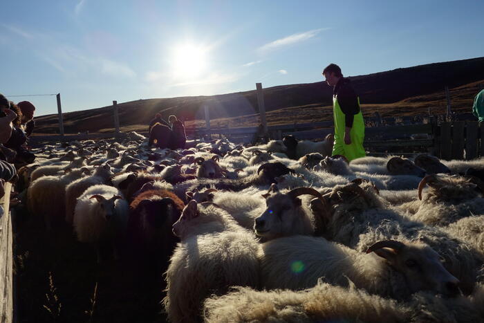 9月の中旬ごろになると放牧された羊たちの回収イベントが行われる