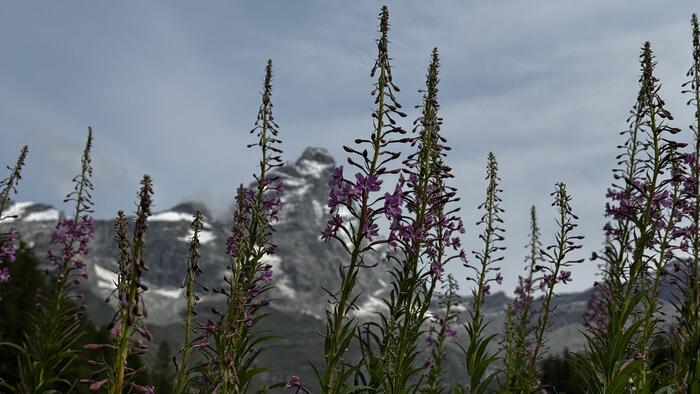 高山の花とマッターホルン