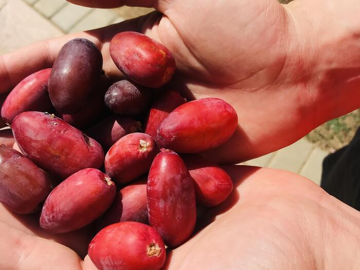 干せていない生のデーツ