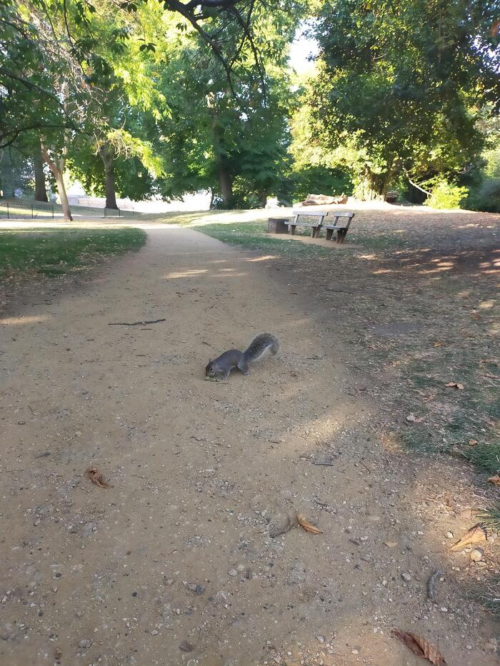 ハイドパークとリス.jpg