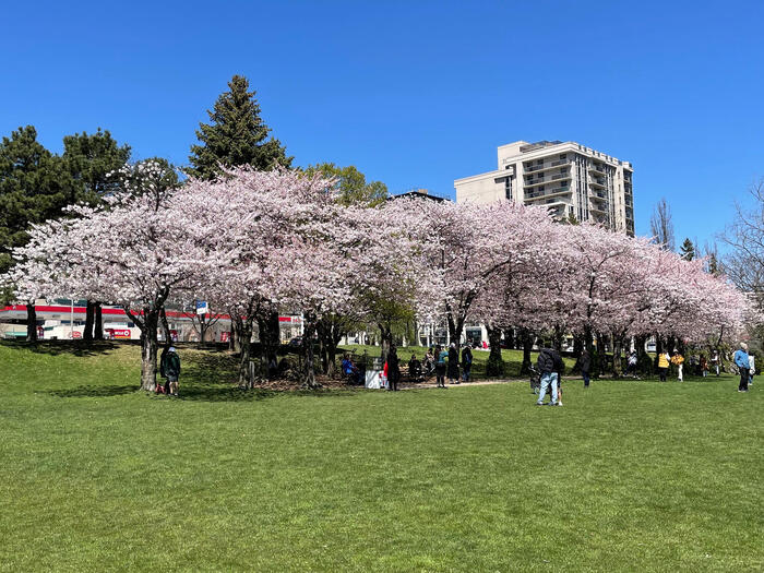 板橋区から贈呈されたソメイヨシノ