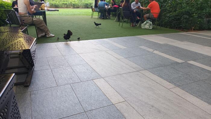 休憩所にいるニワトリ 