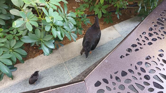 公園を歩くにわとり