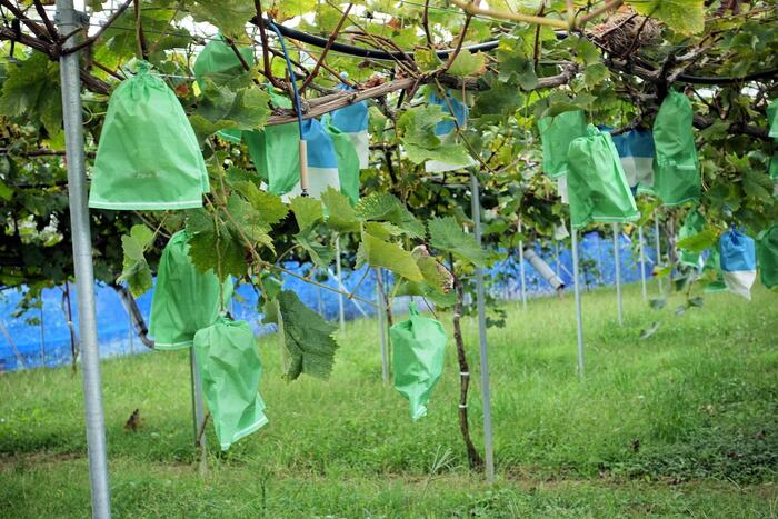 ぶどう農園