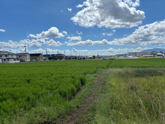 画像3田んぼ.jpg