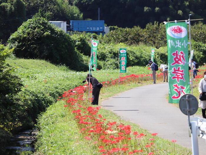 大黒橋付近の彼岸花
