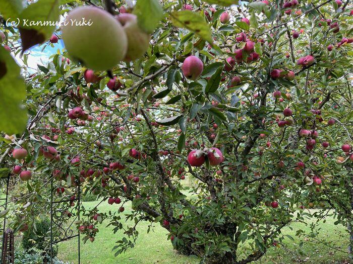 たわわな林檎たち