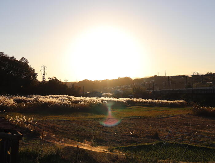 中郡大磯町寺坂に群生するオギ
