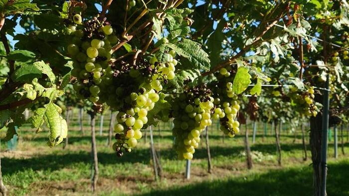 オーストリアで人気の白ブドウ