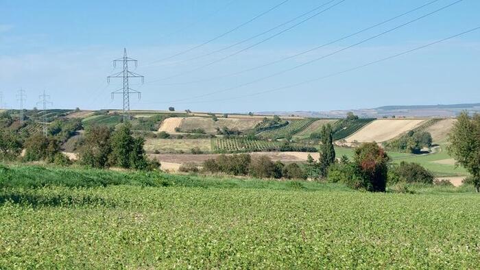 眼下に広がるブドウ畑