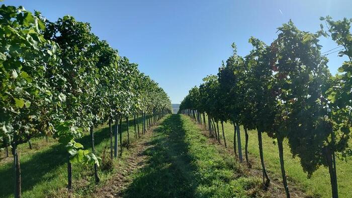 ブドウ畑の中も散策できます