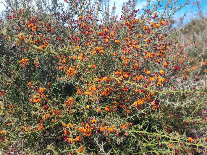 ワイルドフラワー　赤